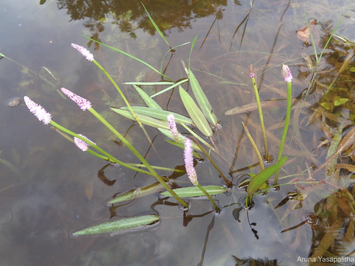 Aponogeton natans (L.) Engl. & K.Krause